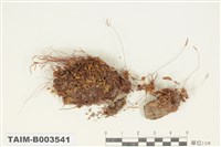 藏品(真苔科)的圖片